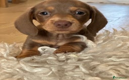Miniature Dachshund dogs for stud: STUD chocolate dapple and tan miniature dachshund - Image 8