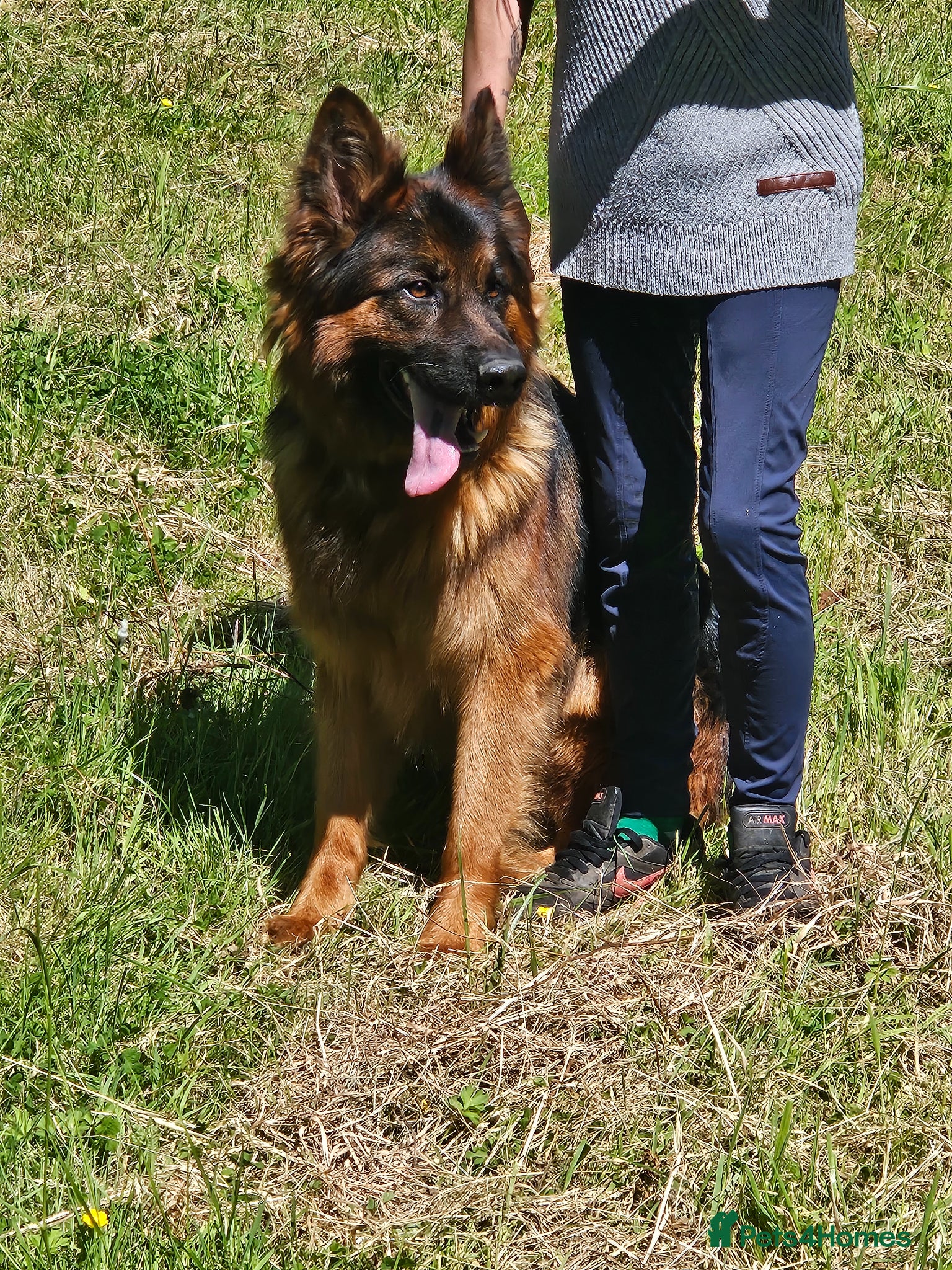 German Shepherd dogs for stud: German shepherd for stud - Advert 2