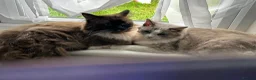 Ragdoll cats for sale: 4 ragdoll kittens - Advert 2