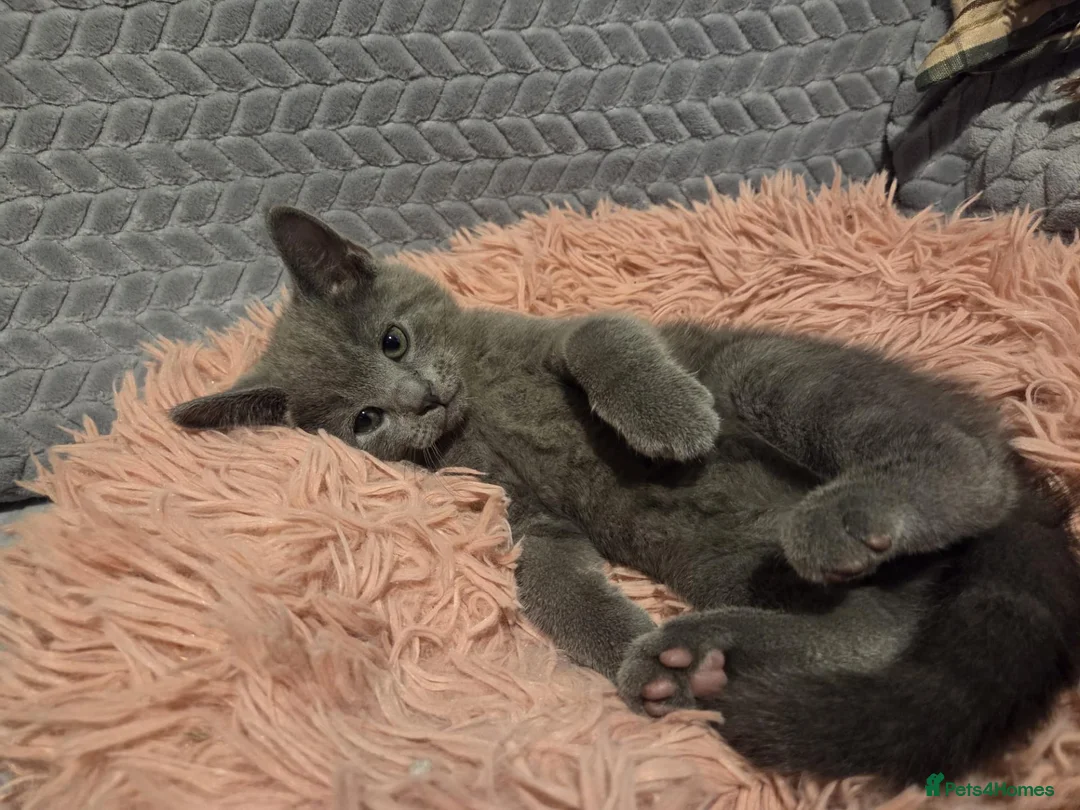 Russian Blue cats for sale: Russian Blue Kittens -ALL BOYS, UREDY TO GO 11.09 - Advert 2