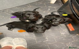 Cocker Spaniel dogs for sale: 3 cocker spaniel girls - Image 9