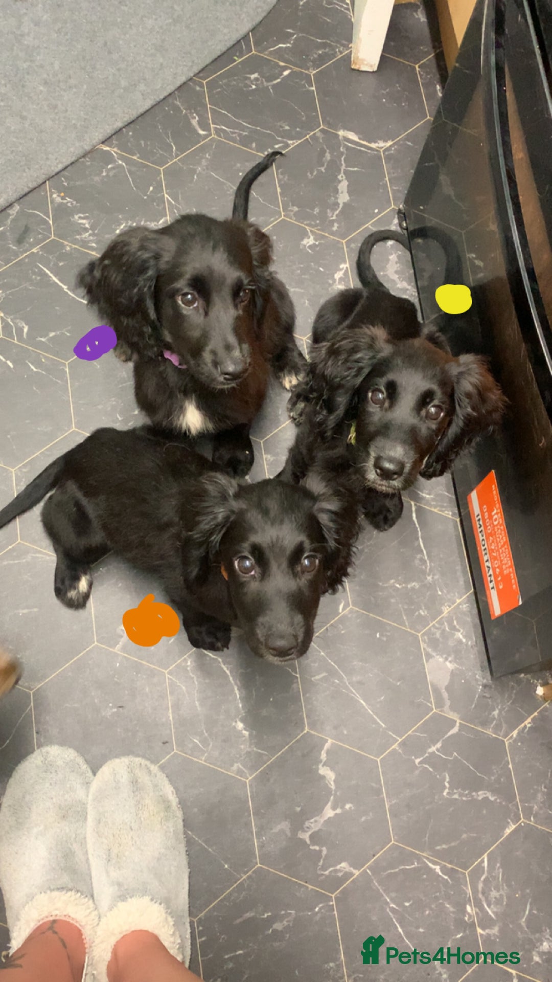 Cocker Spaniel dogs for sale: 3 cocker spaniel girls - Image 9