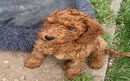 Cockapoo dogs for stud: *handsome F1 Cockapoo stud in Melrose - Advert 33