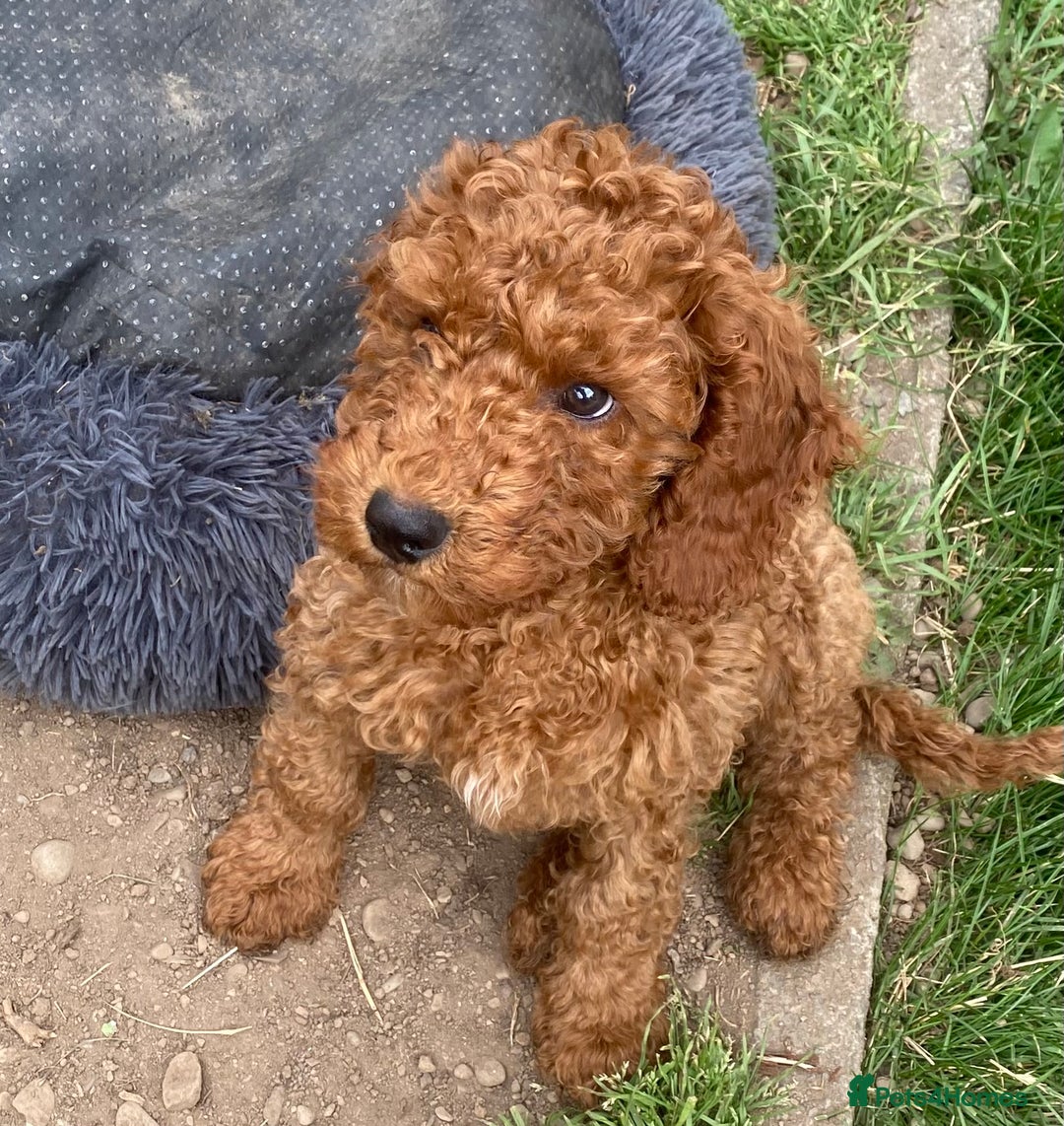 Cockapoo dogs for stud: *handsome F1 Cockapoo stud in Melrose - Advert 33