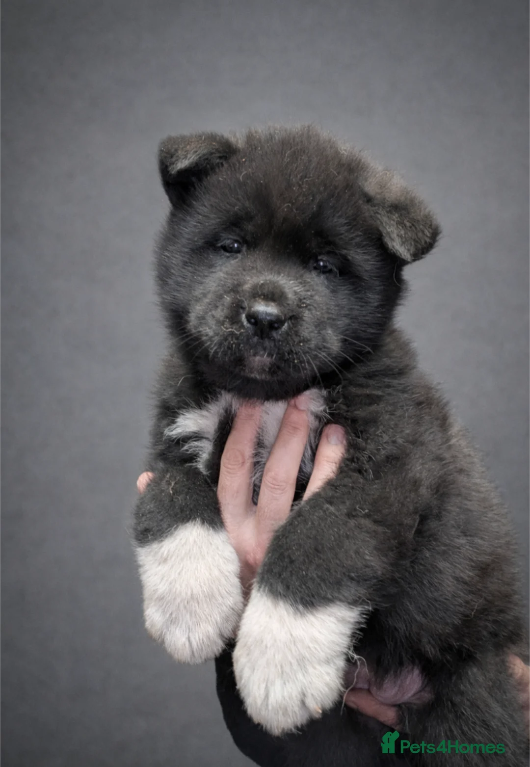 Akita dogs for sale: European Champions Bloodline American Akita's  - Advert 27