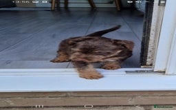Patterdale Terrier dogs for stud: Patterdale terrier for stud  - Image 4