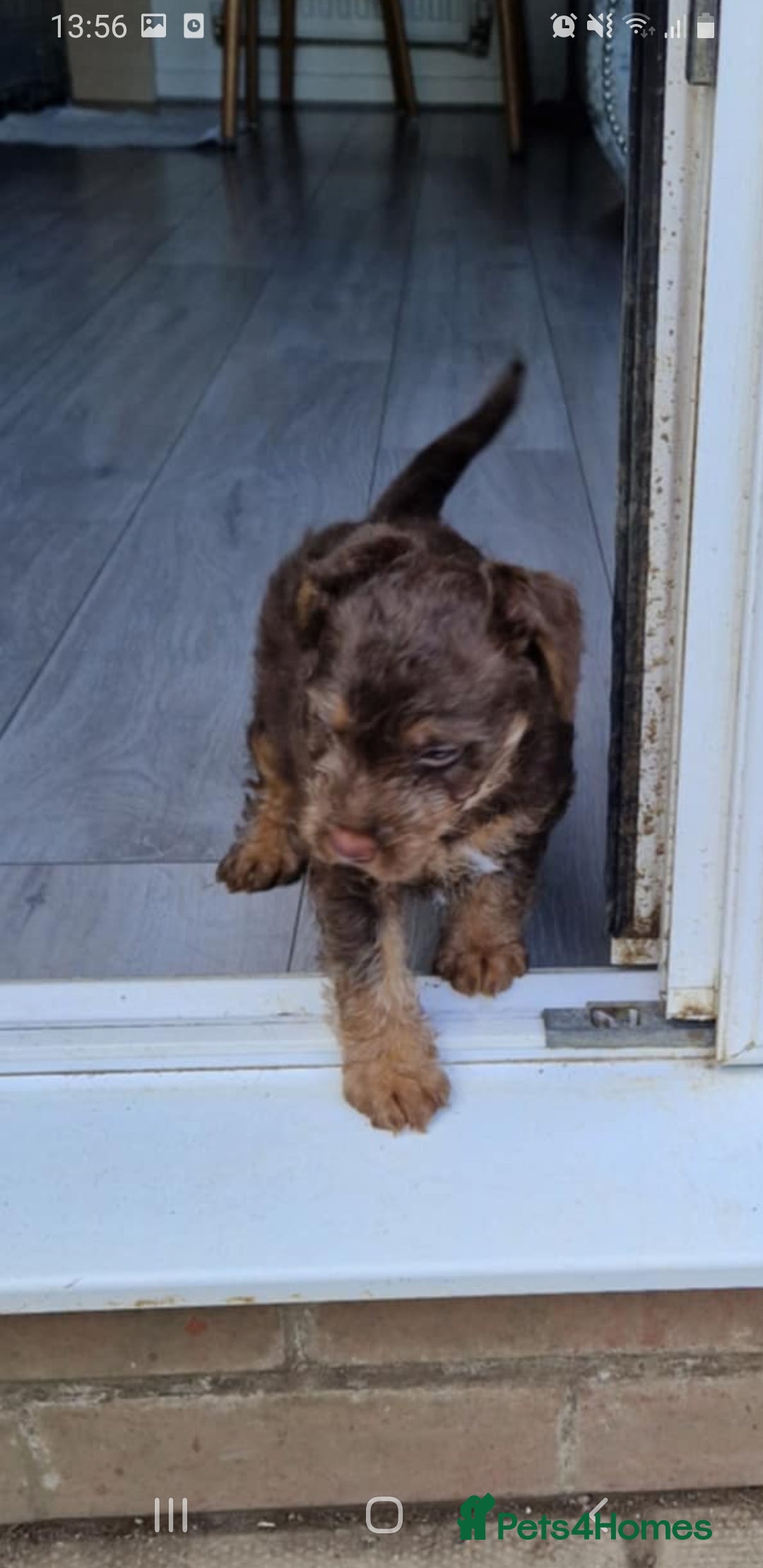 Patterdale Terrier dogs for stud: Patterdale terrier for stud  - Image 4
