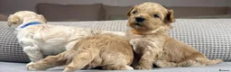 Maltipoo dogs for sale: SEE ALL OUR PUPPIES ON INSTA. OAKWELL RETRIEVERS  - Advert 27