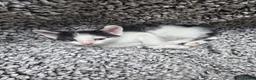 Mixed Breed cats for sale: 6 cute mixed kittens - Advert 12