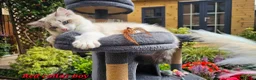 Ragdoll cats for sale: GCCF PEDIGREE CERTIFICATE KITTENS  - Advert 21