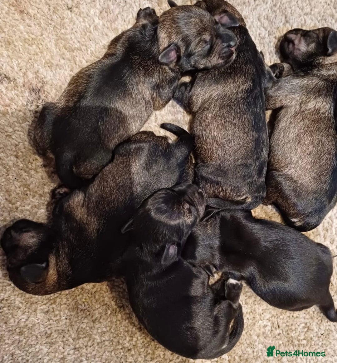 Miniature Schnauzer dogs for sale: KC registered DNA tested Miniature Schnauzer pups  - Advert 9
