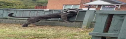 Cane Corso dogs for sale: 3 year old cane corso  - Advert 4