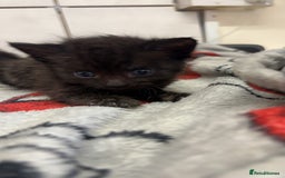 Mixed Breed cats for sale: Black female kittens ready to leave !! - Image 3