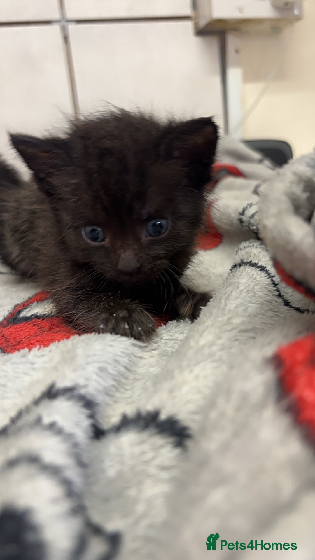 Mixed Breed cats for sale: Black female kittens ready to leave !! - Image 3