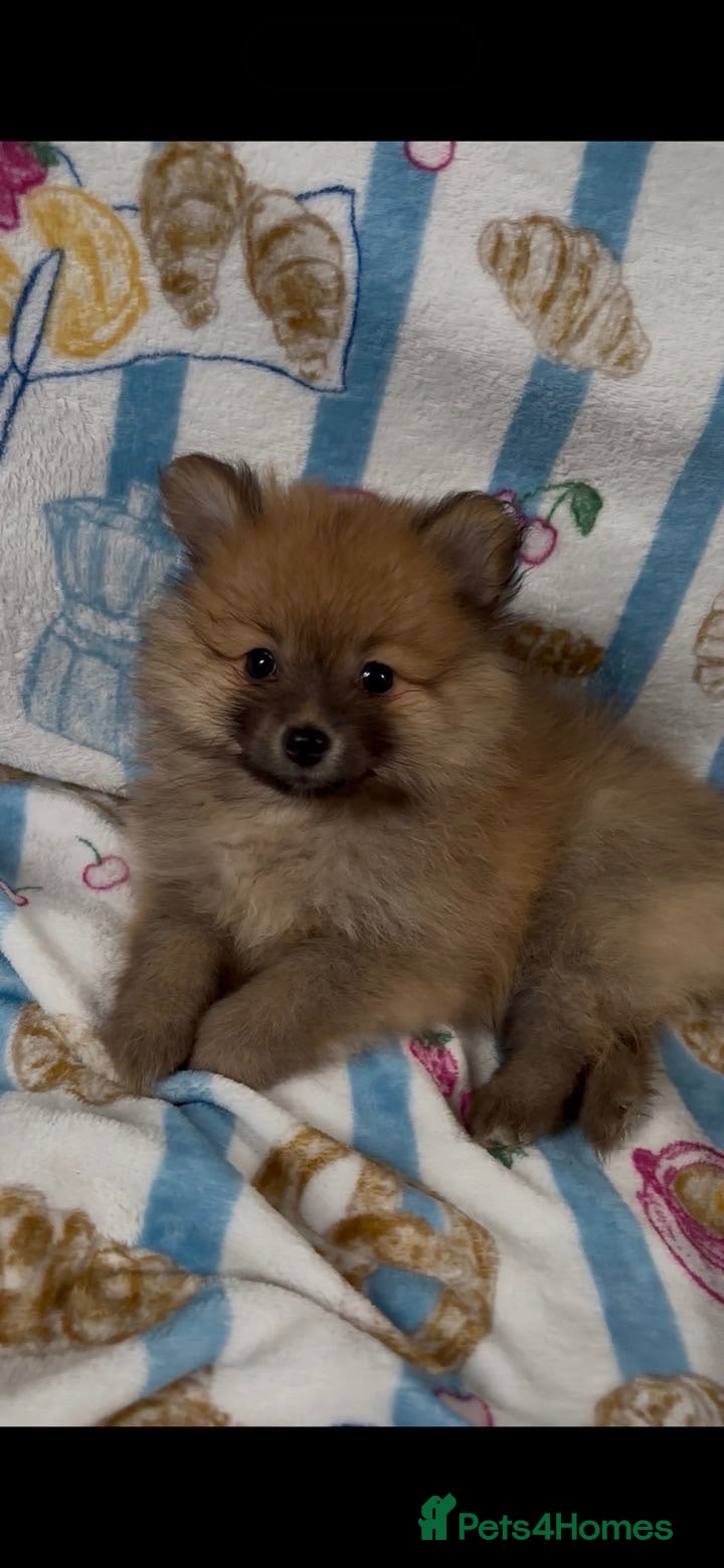 Pomeranian dogs READY TUESDAY Pomeranian Puppies  - Advert 9