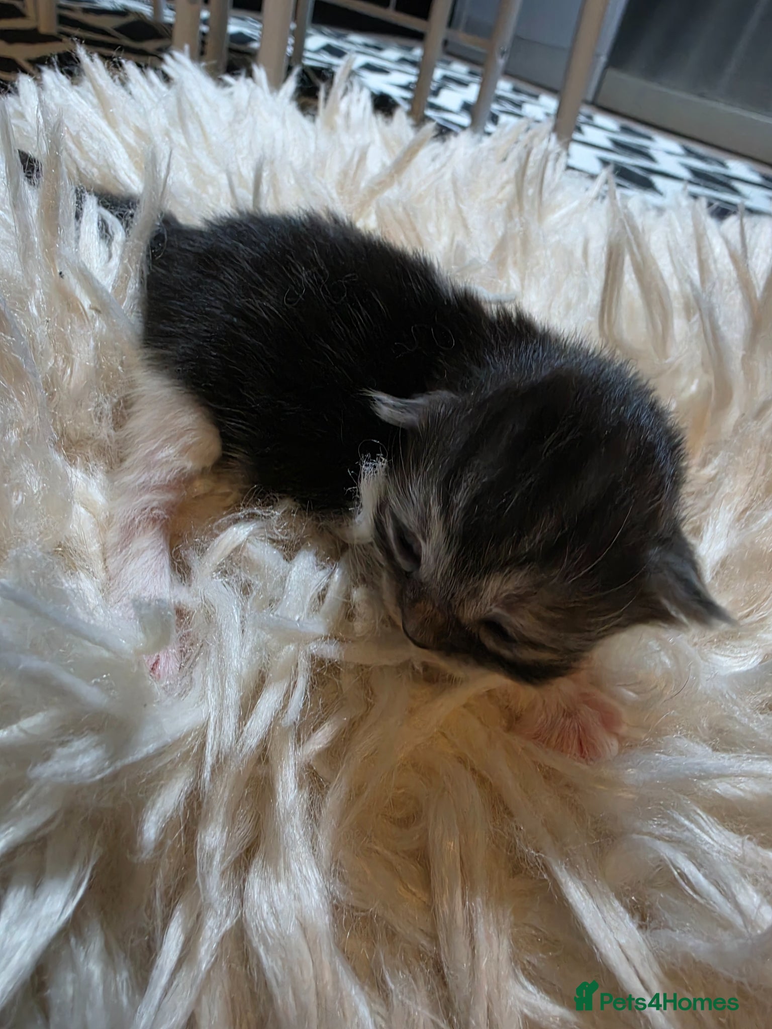 Persian cats for sale: Beautiful Persian Mix Kittens - Advert 8
