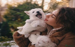 West Highland Terrier dogs for sale: 🤍🐾 Charming West Highland White Terrier Pups 🐶✨ - Image 3