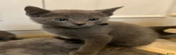 Russian Blue cats for sale: Russian Blue Kittens - Advert 19
