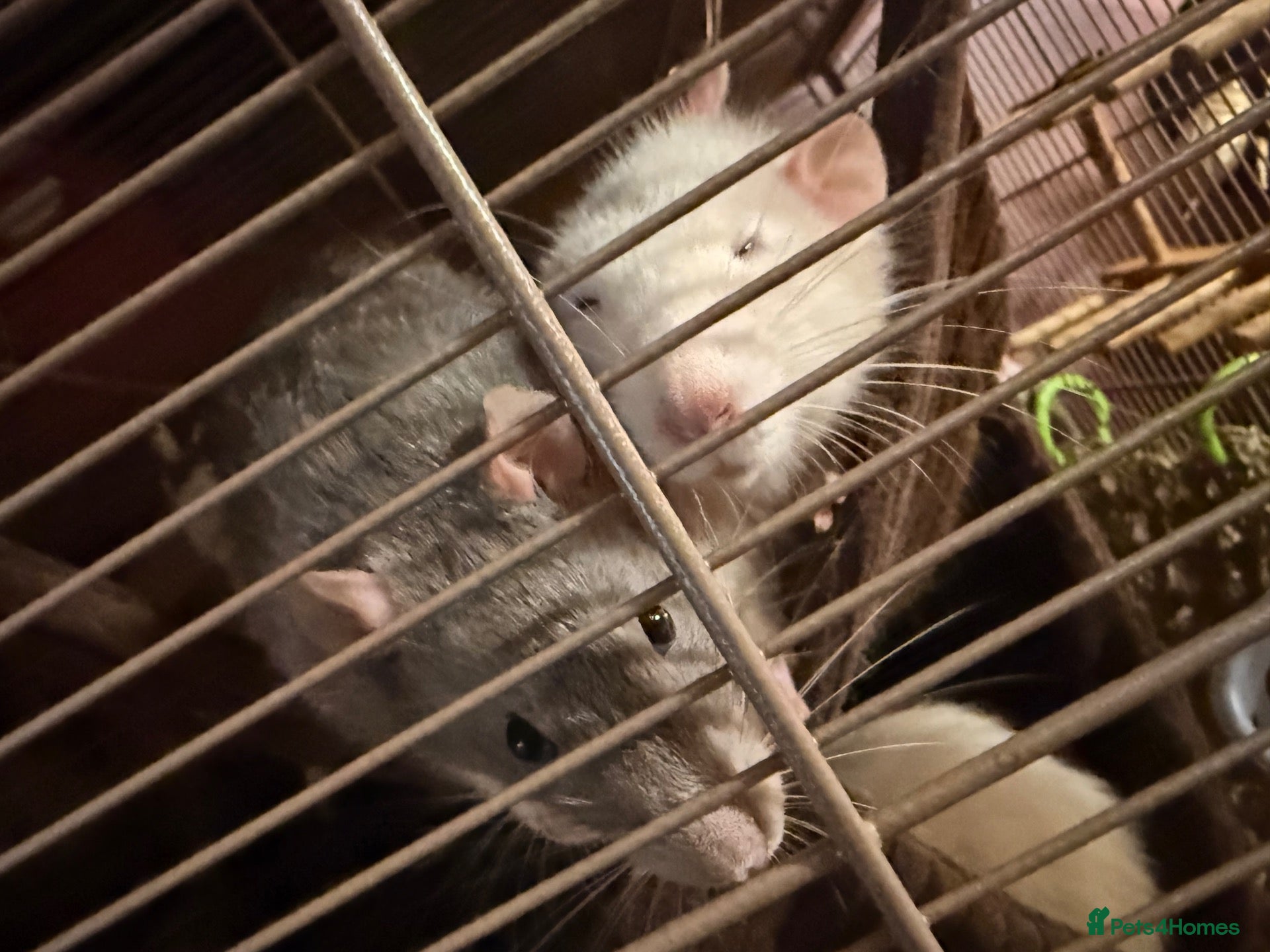 Rat rodents 4 Male Rats & Cage - Advert 6