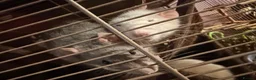 Rat rodents for sale: 4 Male Rats & Cage - Advert 1