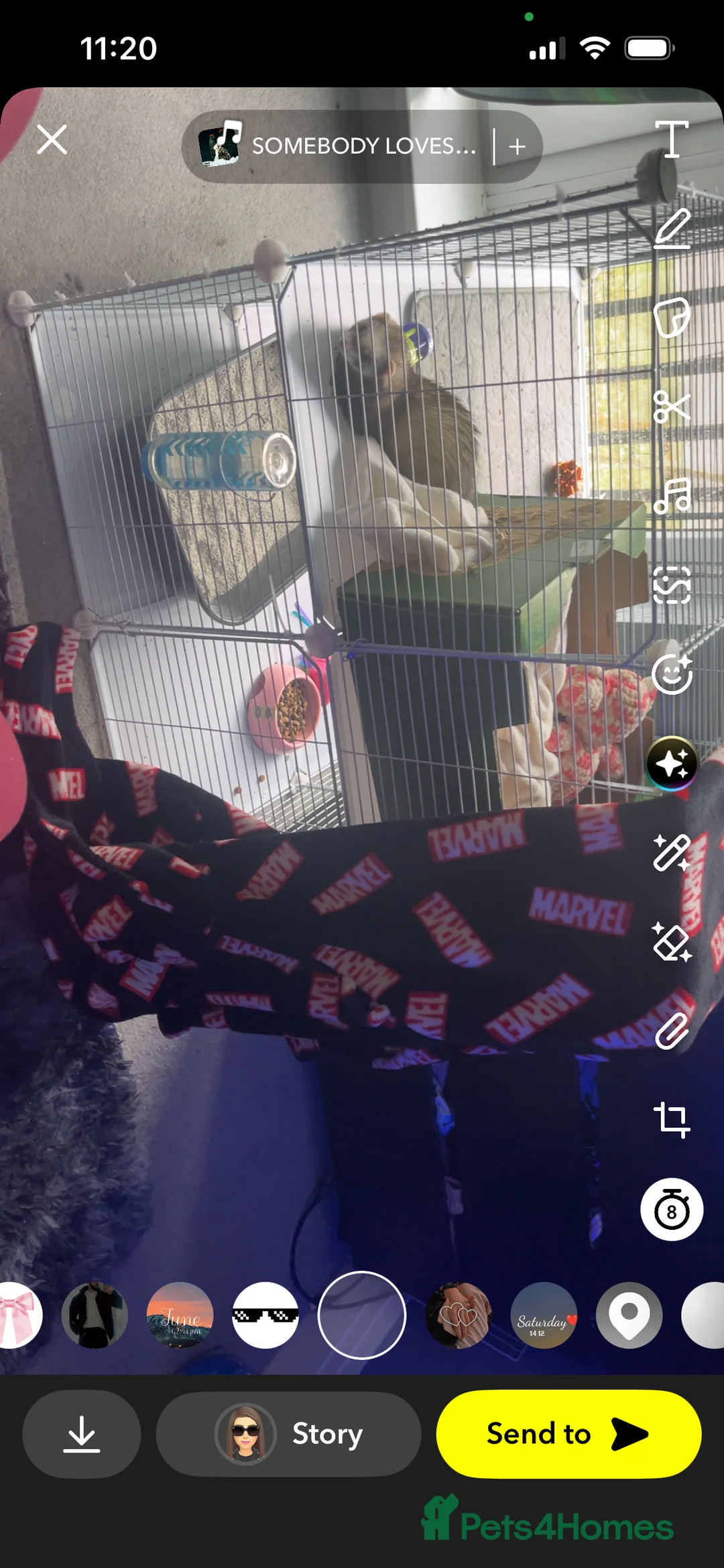 Ferret rodents for sale: Trixie - Advert 2