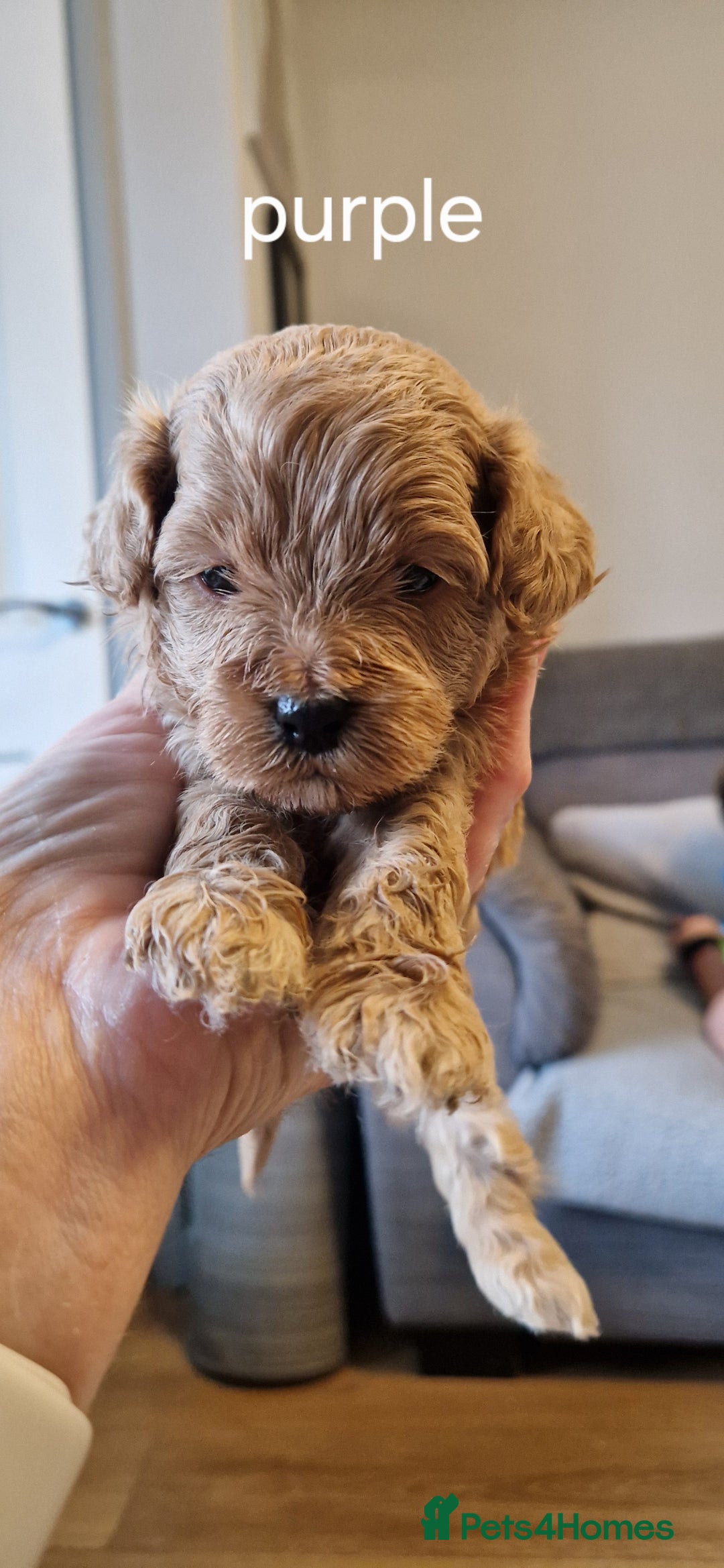 Cavapoo dogs for sale: Beautiful cavapoo puppies - Image 2