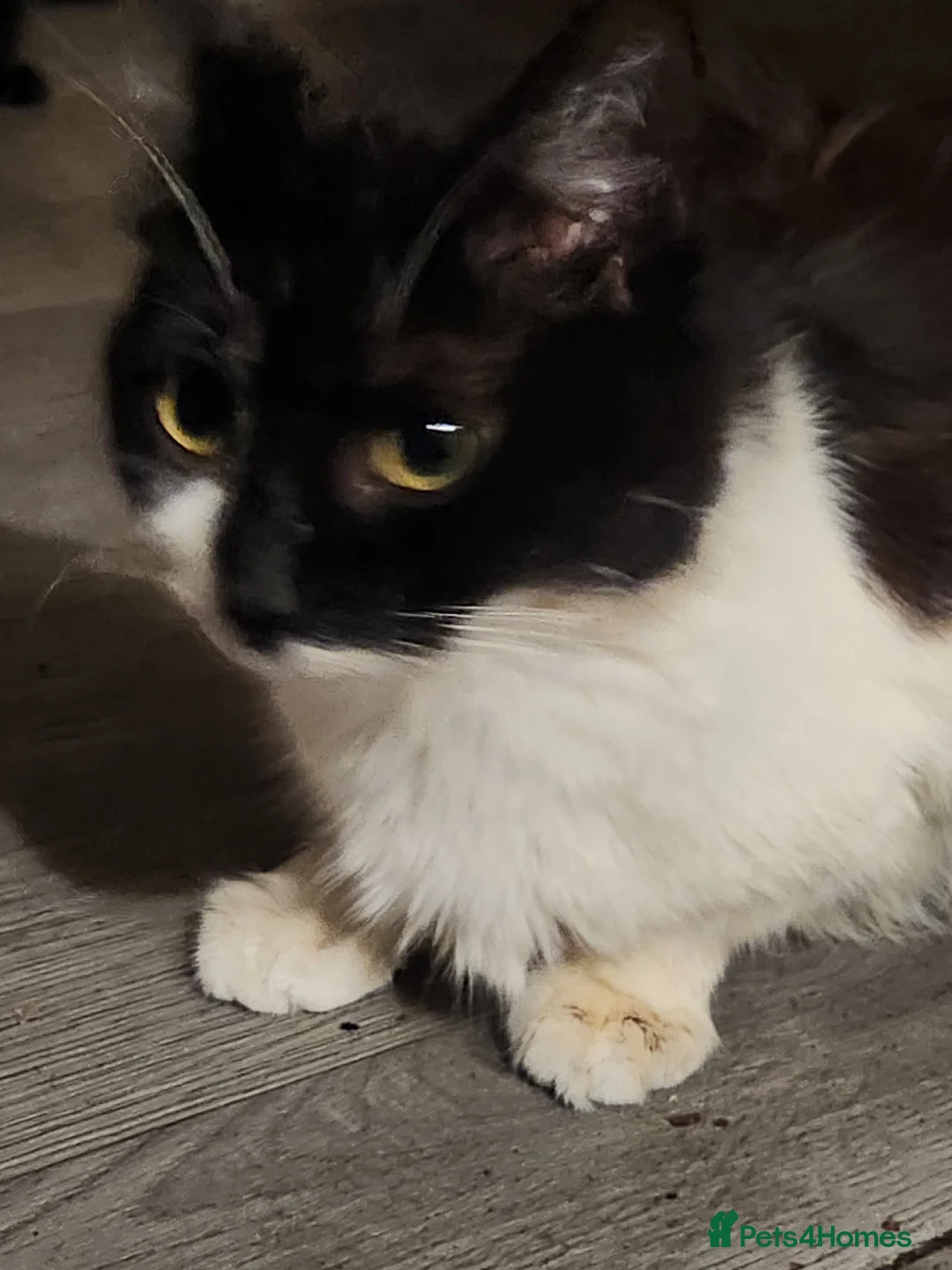 Mixed Breed cats for sale: Kittens - Advert 1