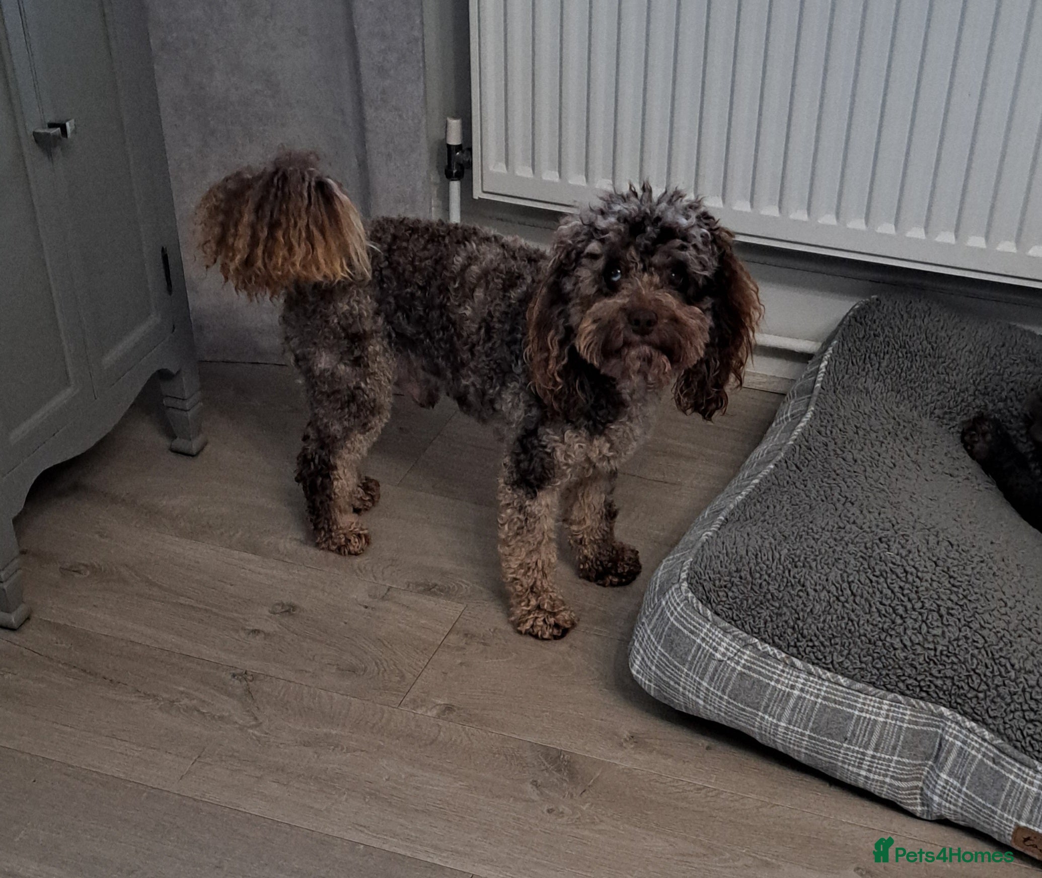 Toy Poodle dogs Cockapoo stud chocolate merle  - Advert 1