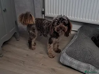 Toy Poodle dogs Cockapoo stud chocolate merle - Advert 2