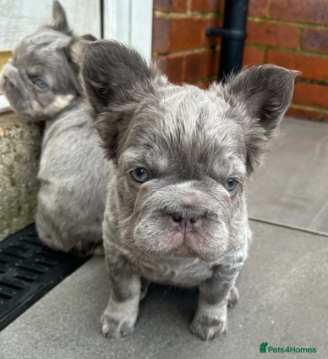 French Bulldog dogs for sale: Fluffy French bulldogs  ** s carrying pink - Advert 30