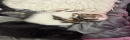 Domestic Shorthair cats for sale: Two female and one male kittens  - Advert 5