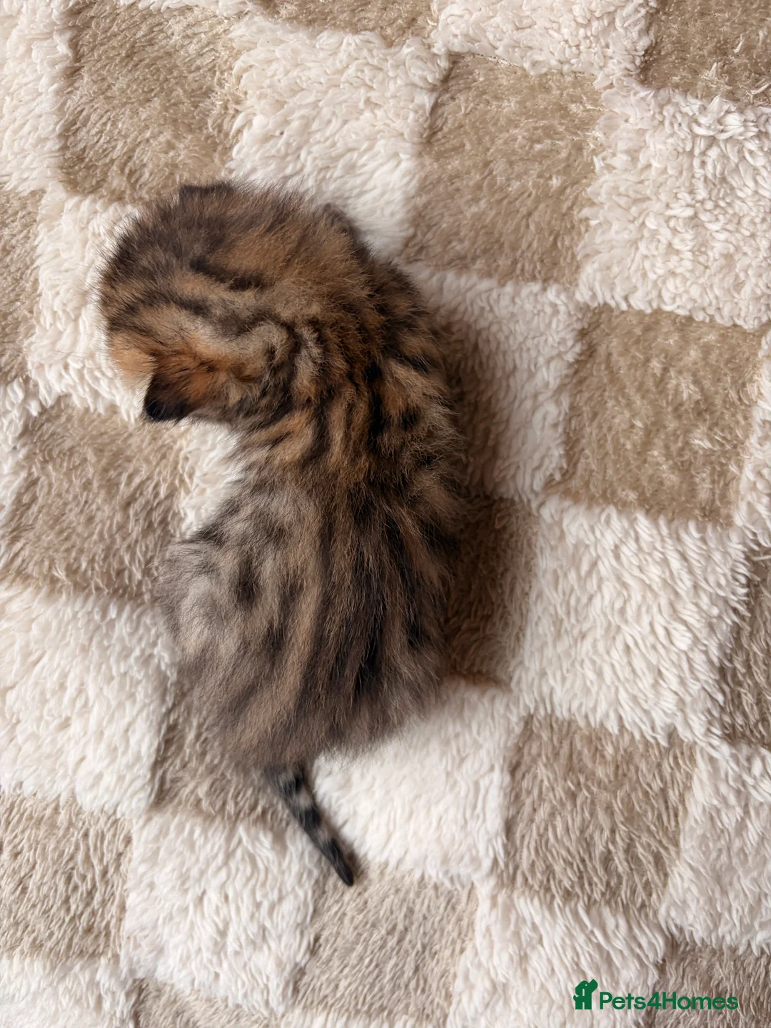 Bengal cats for sale: Bengal kittens  - Advert 12