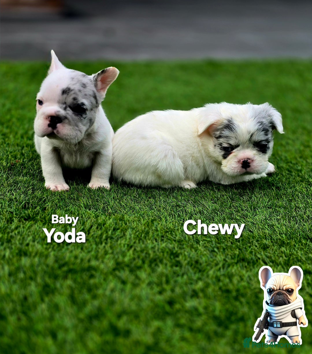French Bulldog dogs for sale: FRENCHYS Kc from £2500 fluffy, Pink carriers - Image 4