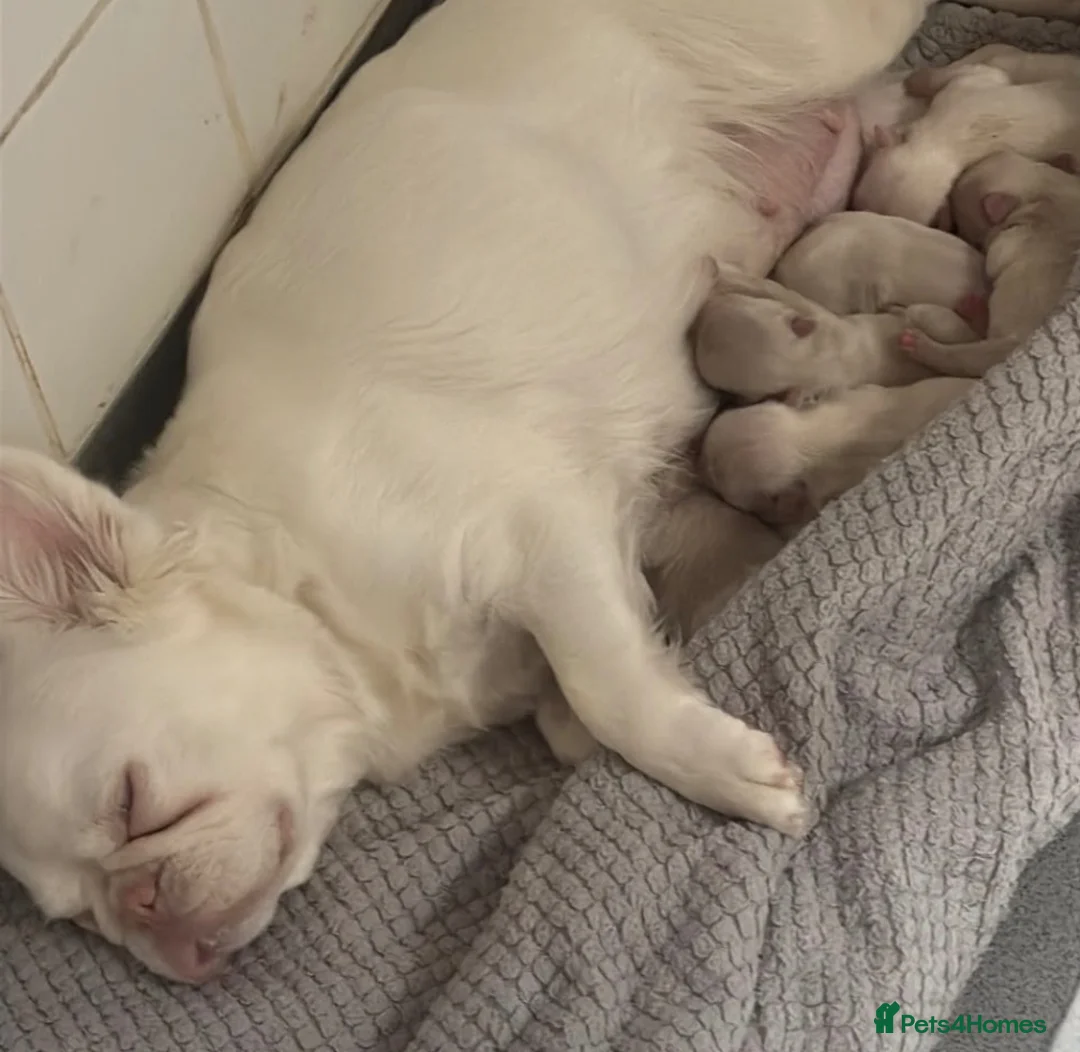 French Bulldog dogs for sale: 💕🐾 GORGEOUS FLUFFY FRENCH BULLDOG GIRLS KC REG - Advert 25