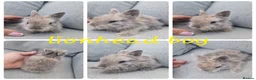 Lionhead rabbits for sale: Lionhead babies  - Advert 2