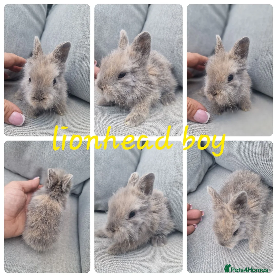 Lionhead rabbits for sale: Lionhead babies  - Advert 2