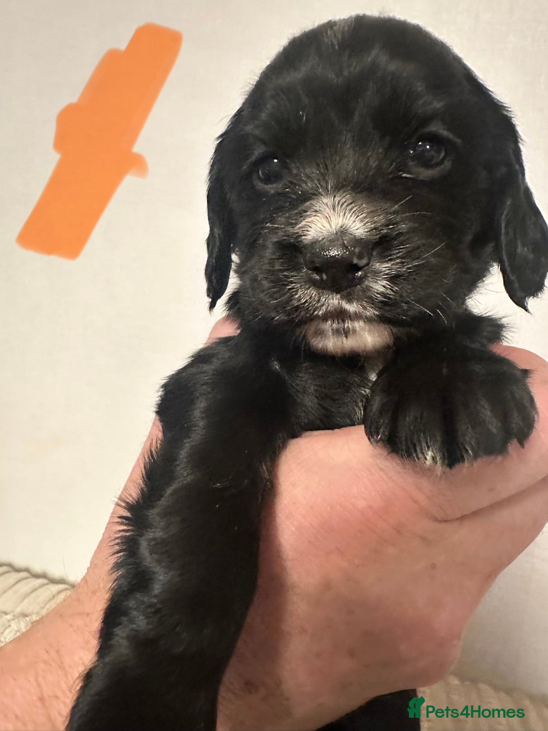 Cocker Spaniel dogs for sale: Superb Working Cocker Spaniel puppies - Advert 3