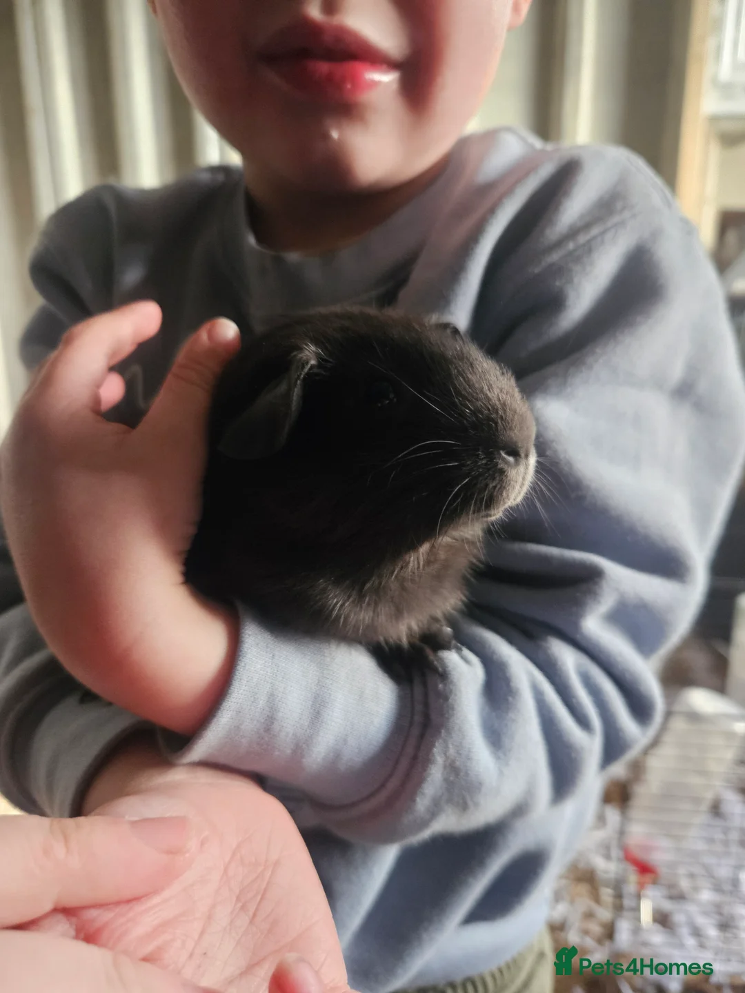 Guinea Pig rodents for sale: 2 female guinea pigs for sale - Advert 3