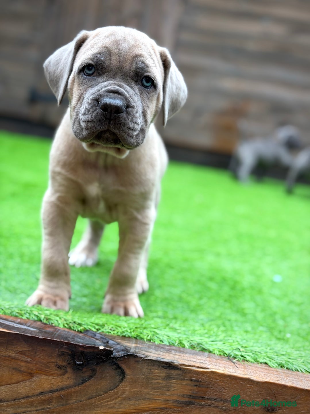 Cane Corso dogs for sale: ICCF Registered Cane Corsos  - Advert 34