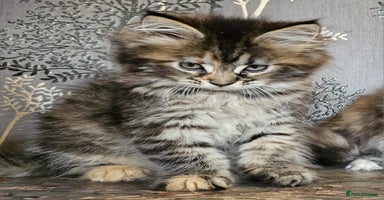 Maine Coon cats - Advert 7