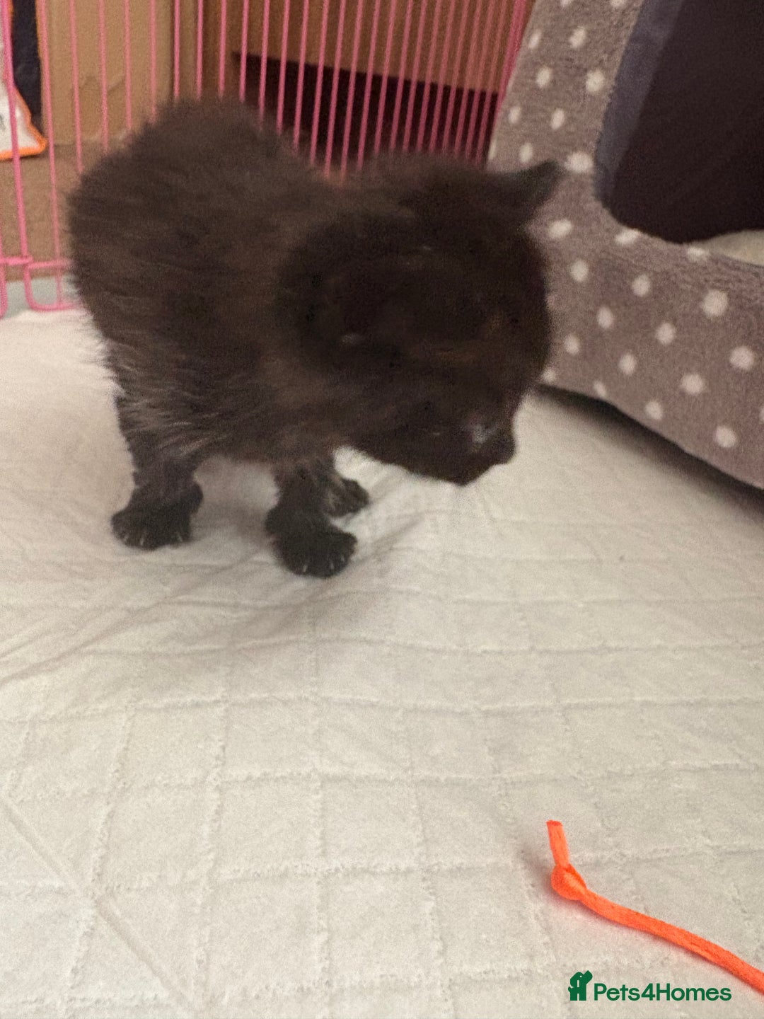 Domestic Shorthair cats for sale: Two kittens  - Image 6