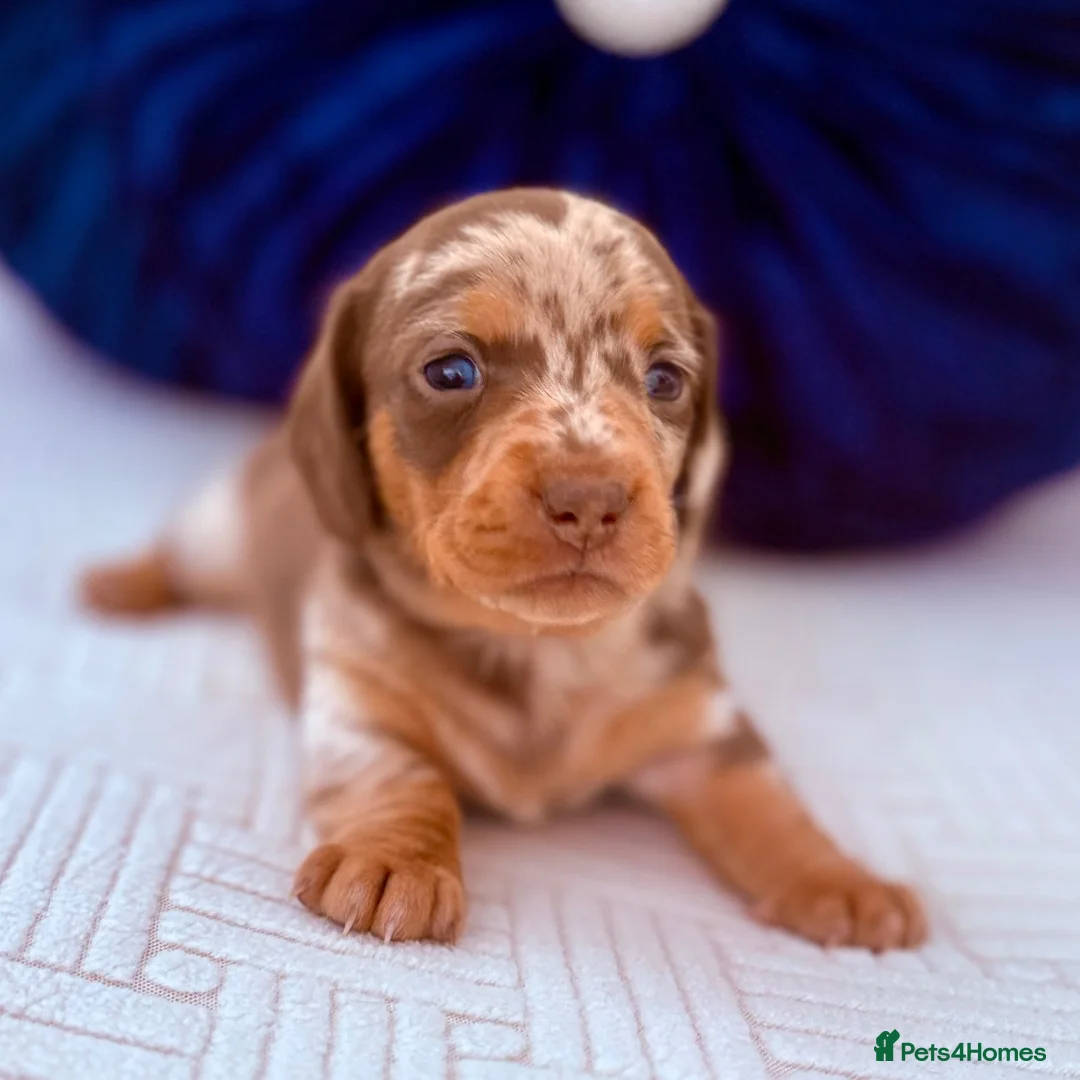 Miniature Dachshund dogs for sale: ⭐ Full Pedigree KC Registered Miniature Daschunds - Advert 1