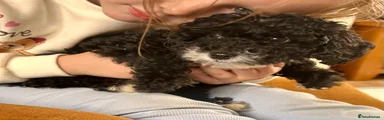 Tux