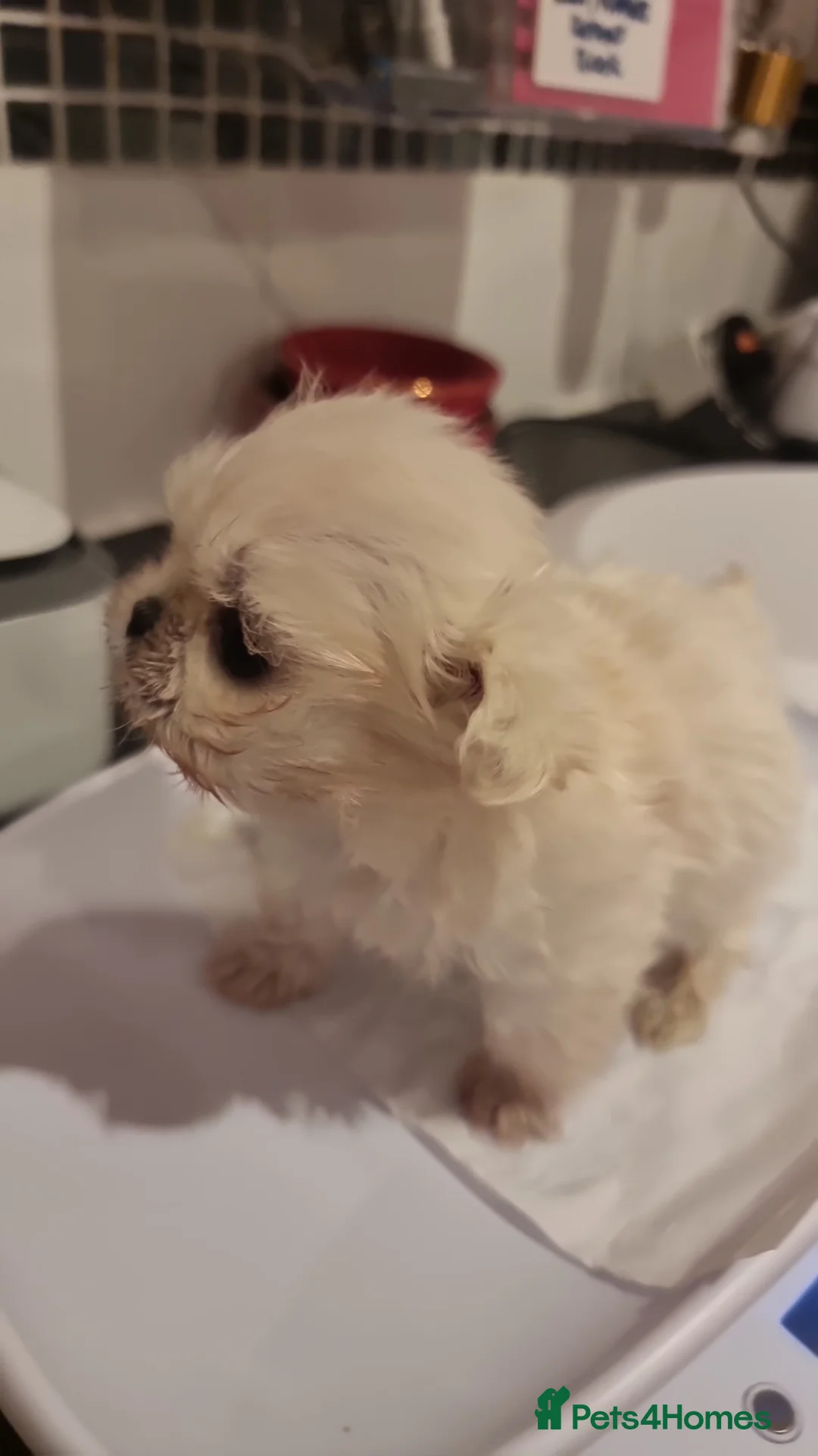 Shih Tzu dogs for sale: Kc stunning tiny pure white girl - Advert 4