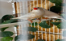 Finches birds for sale: Exhibition Zebs / Heck’s / stars and more - Image 6