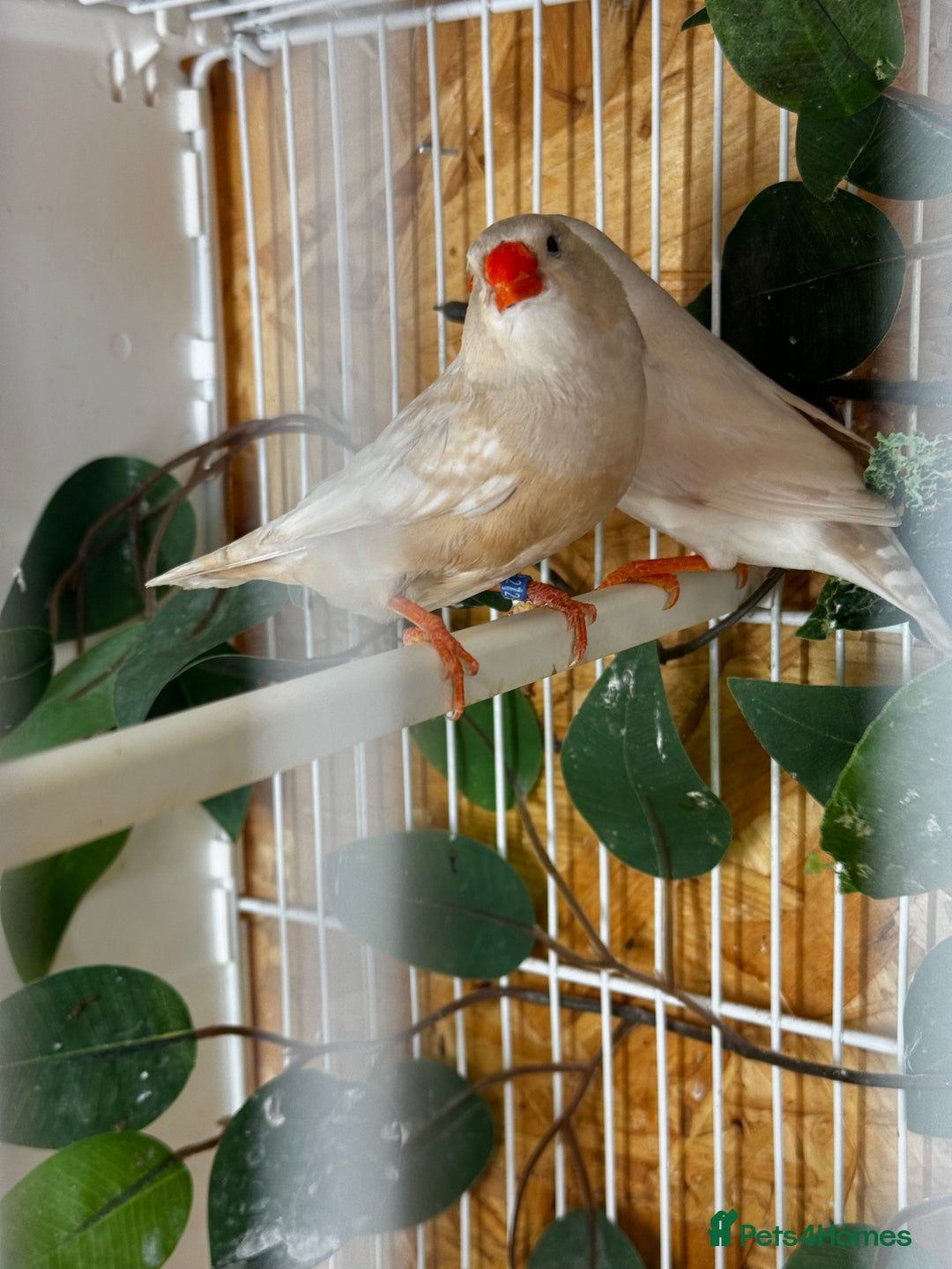 Finches birds for sale: Exhibition Zebs / Heck’s / stars and more - Image 6