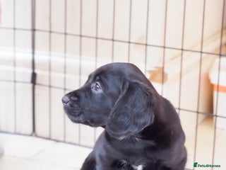 Cockerdor dogs Working Cockerdor Pups - Advert 4