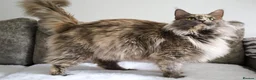 Maine Coon cats for sale: Ready to go, stunning TICA Registered Maine Coons - Advert 18