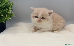 British Shorthair cats for sale: PEDIGREE REGISTERED CHUNKY BRITISH SHORTHAIRS  - Image 28