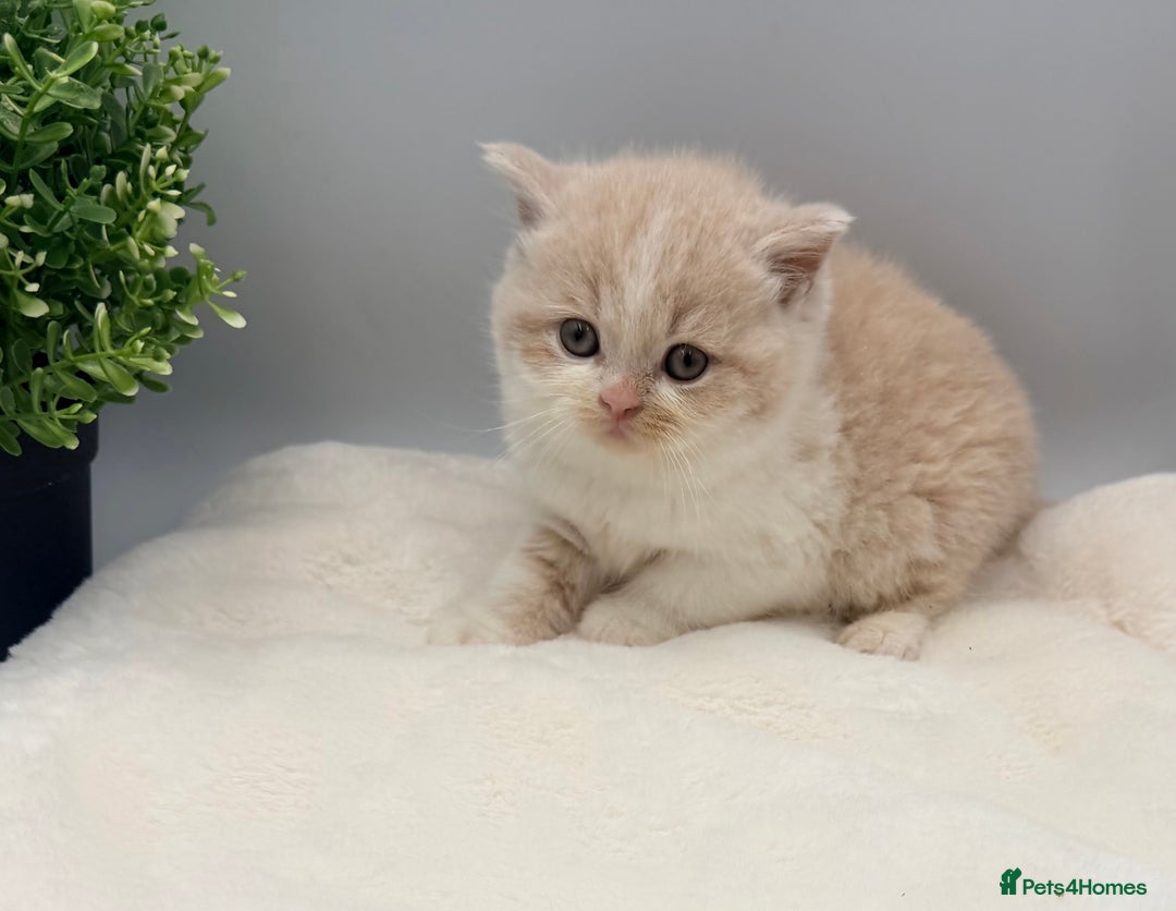 British Shorthair cats for sale: PEDIGREE REGISTERED CHUNKY BRITISH SHORTHAIRS  - Image 28